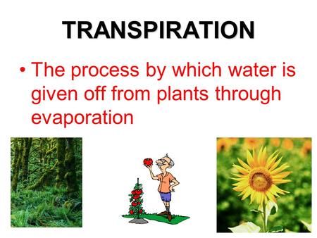 TRANSPIRATION The process by which water is given off from plants through evaporation.