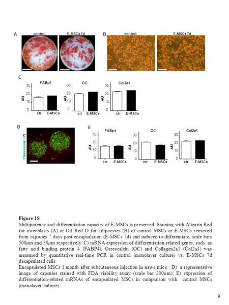 FABp4 ctr E-MSCs 0 10 20 30 AU OC ctrE-MSCs 0 10 20 30 AU Col2a1 ctr E-MSCs 0 10 20 30 AU AB C controlE-MSCs 7dcontrolE-MSCs 7d Figure 1S Multipotency.