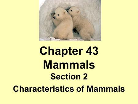 Section 2 Characteristics of Mammals