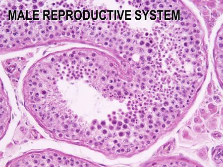 MALE REPRODUCTIVE SYSTEM