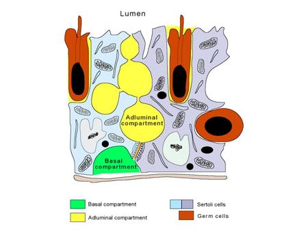 Function of Sertoli cell Availability of nutrients and supports