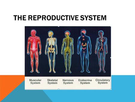 THE REPRODUCTIVE SYSTEM. INTRODUCTION TO THE REPRODUCTIVE SYSTEM  The major function of the reproductive system is to ensure survival of the species.