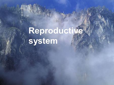 Reproductive system Male reproductive system. Female reproductive system.