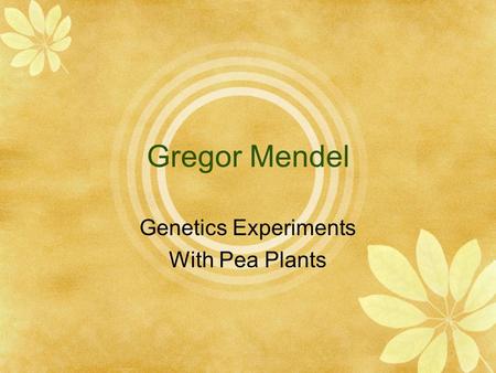 Gregor Mendel Genetics Experiments With Pea Plants.