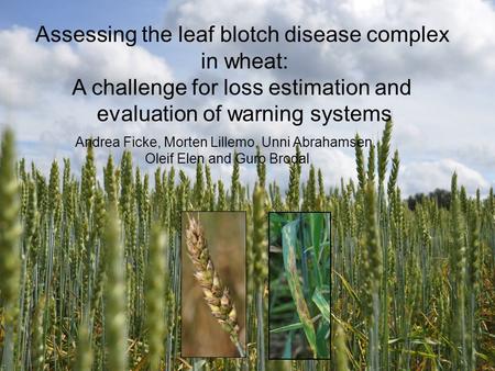 Assessing the leaf blotch disease complex in wheat: A challenge for loss estimation and evaluation of warning systems Andrea Ficke, Morten Lillemo, Unni.