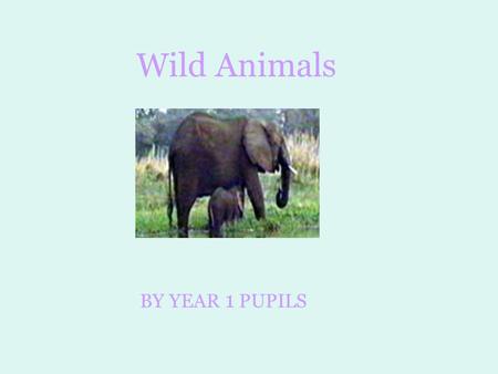 Wild Animals BY YEAR 1 PUPILS. Snakes GRASS SNAKES: Grass snakes pretend they are dead so they can catch their food. They live in damp places like riverbanks,