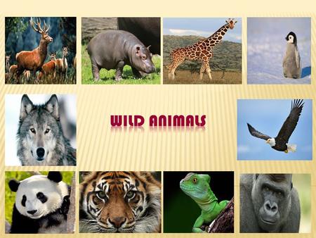 WILD ANIMALS.