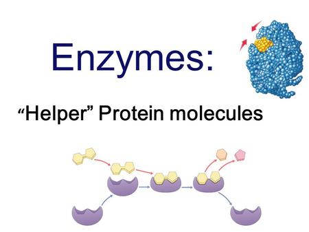 Enzymes: “Helper” Protein molecules