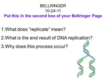 BELLRINGER 10-24-11 Put this in the second box of your Bellringer Page 1.What does “replicate” mean? 2.What is the end result of DNA replication? 3.Why.