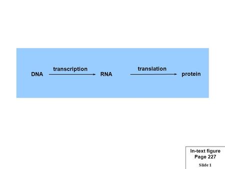 Slide 1 transcription DNARNA translation protein In-text figure Page 227.