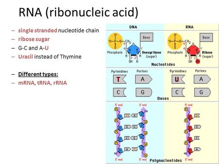 RNA (ribonucleic acid)