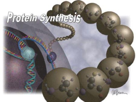 Protein Synthesis.