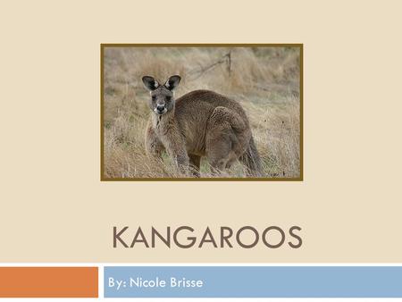 Kangaroos By: Nicole Brisse.