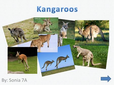 By: Sonia 7A. Description: Classification: Habitat: Adaptation: What is a Kangaroo? Classifying a kangaroo: The Kangaroos habitat: Kangaroos Adaptation: