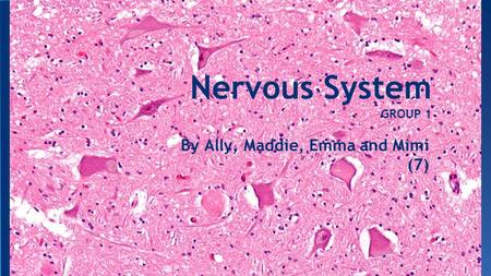 Nervous System GROUP 1 By Ally, Maddie, Emma and Mimi (7)