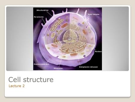 Cell structure Lecture 2. A.Cell Membrane a.The cell membrane regulates what enters and leaves the cell and also provides protection and support b.Takes.