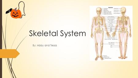 Skeletal System By: Abby and Tessa.