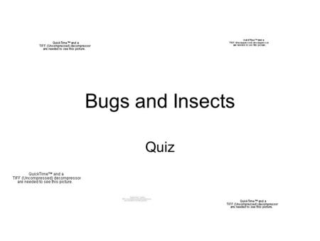 Bugs and Insects Quiz.