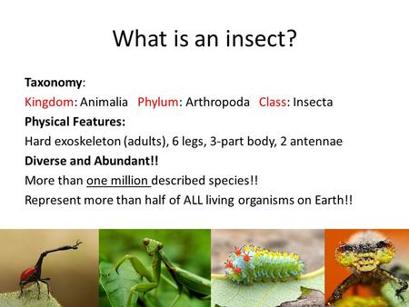 What is an insect? Taxonomy: Kingdom: Animalia Phylum: Arthropoda Class: Insecta Physical Features: Hard exoskeleton (adults), 6 legs, 3-part body, 2 antennae.