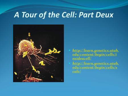 A Tour of the Cell: Part Deux  edu/content/begin/cells/i nsideacell/  edu/content/begin/cells/i.