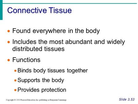 Connective Tissue Slide 3.53 Copyright © 2003 Pearson Education, Inc. publishing as Benjamin Cummings  Found everywhere in the body  Includes the most.