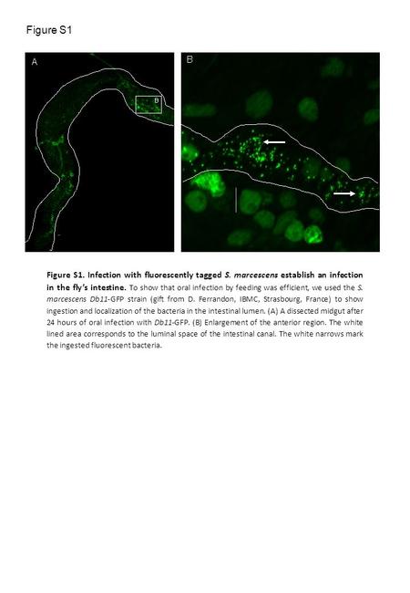 Figure S1 Figure S1. Infection with fluorescently tagged S. marcescens establish an infection in the fly’s intestine. To show that oral infection by feeding.