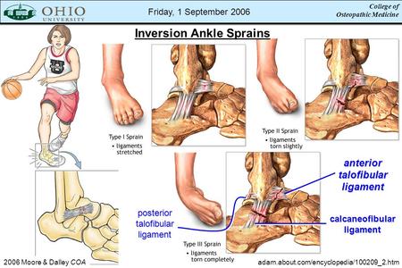 College of Osteopathic Medicine Friday, 1 September 2006 2006 Moore & Dalley COA adam.about.com/encyclopedia/100209_2.htm anteriortalofibularligament posteriortalofibularligament.