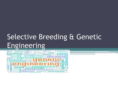 Selective Breeding & Genetic Engineering. What we want to learn! Summarize how transgenic organisms are engineered to benefit society. Explain how transgenic.