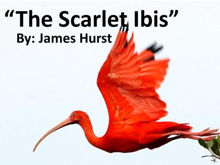 “The Scarlet Ibis” By: James Hurst. Allusion A reference to some person, historical event, literature, work of art, Bible, etc.  Her smile was that of.