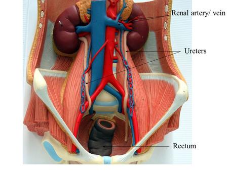 Renal artery/ vein Ureters Rectum.