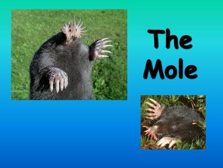 The Mole CA Standards A dozen If I have a dozen eggs, how many is that? 12 If I have a dozen pencils, how many is that? 12 If there are a dozen people.