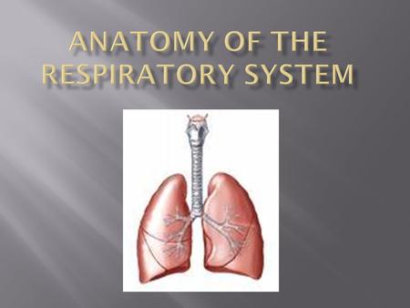  Brings oxygenated air in to the body for delivery to the blood cells.  Expels waste products that have been returned to the lungs by the blood.