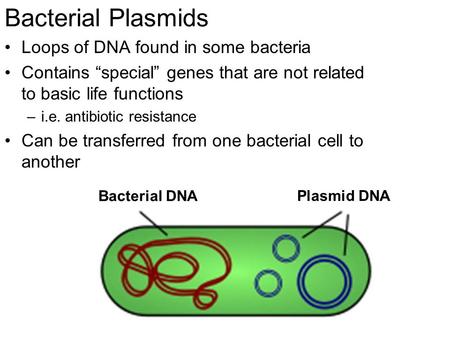 Bacterial Plasmids Loops of DNA found in some bacteria