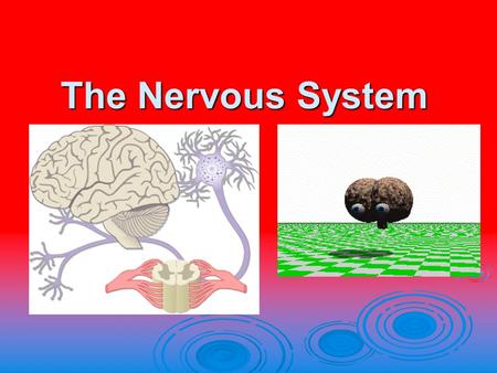 The Nervous System.