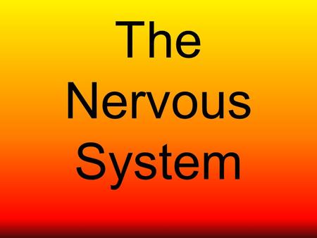 The Nervous System. What’s it for? Your nervous system controls everything you do. The main organ of the nervous system is the brain. It is called the.