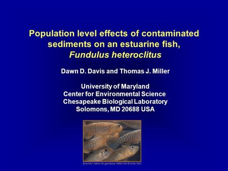 Population level effects of contaminated sediments on an estuarine fish, Fundulus heteroclitus Dawn D. Davis and Thomas J. Miller University of Maryland.