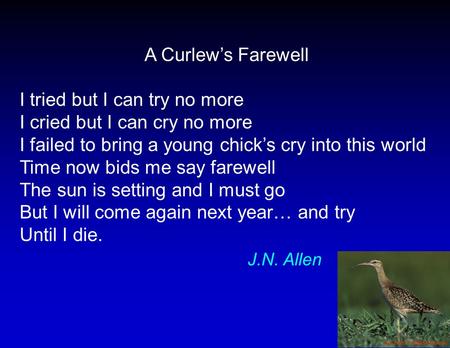 A Curlew’s Farewell I tried but I can try no more I cried but I can cry no more I failed to bring a young chick’s cry into this world Time now bids me.