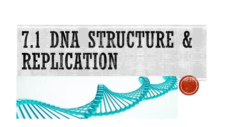 7.1 DNA Structure & Replication