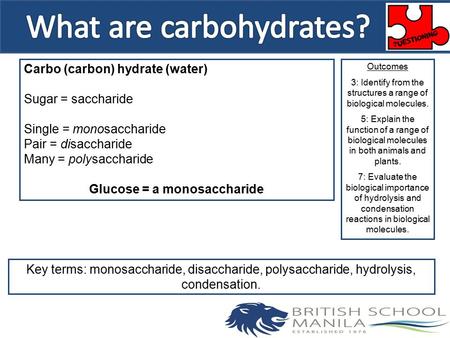 Carbo (carbon) hydrate (water) Sugar = saccharide Single = monosaccharide Pair = disaccharide Many = polysaccharide Glucose = a monosaccharide Outcomes.