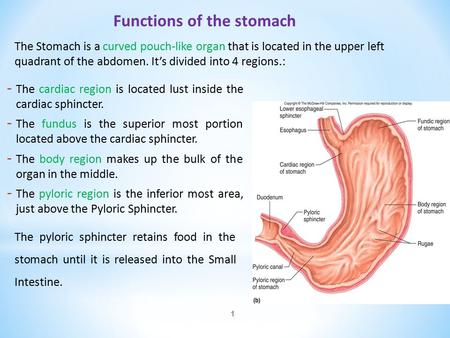 - The cardiac region is located lust inside the cardiac sphincter. - The fundus is the superior most portion located above the cardiac sphincter. - The.