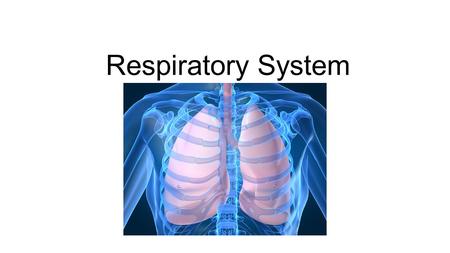 Respiratory System.