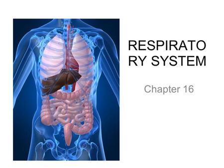 RESPIRATO RY SYSTEM Chapter 16. PRIMARY FUNCTIONS Exchange gases (oxygen and CO2) Produce vocal sounds Sense of smell Regulation of blood PH.