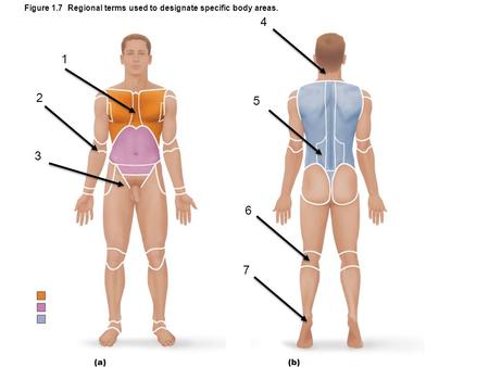 Figure 1.7 Regional terms used to designate specific body areas. 1 2 3 4 5 7 6.