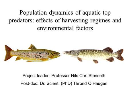 Population dynamics of aquatic top predators: effects of harvesting regimes and environmental factors Project leader: Professor Nils Chr. Stenseth Post-doc: