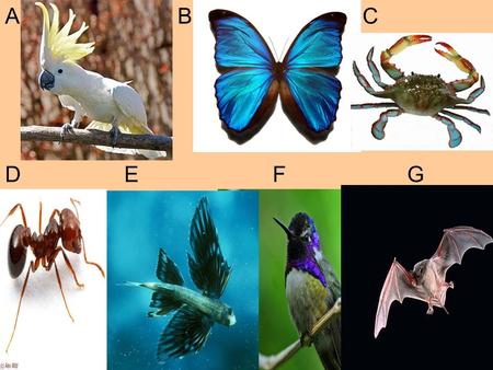 A B C D E F G. Charles Darwin Natural Selection.