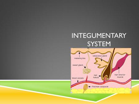 INTEGUMENTARY SYSTEM. IDENTIFY THE LABELED PARTS.