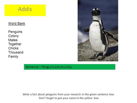 Write a fact about penguins from your research in the green sentence box. Don’t forget to put your name in the yellow box. Addis Sentence – Penguins are.