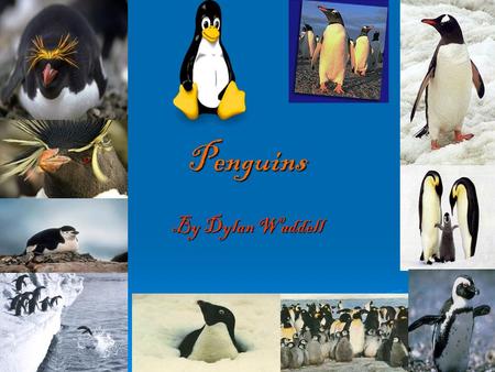 Penguins By Dylan Waddell. Penguins and their habitat.  African penguins live in Africa.  They also live in the South Pole.  Also the North Pole.