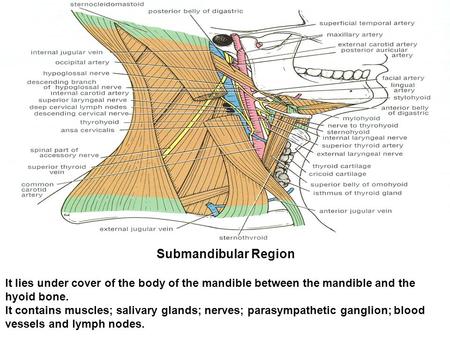 Submandibular Region It lies under cover of the body of the mandible between the mandible and the hyoid bone. It contains muscles; salivary glands; nerves;