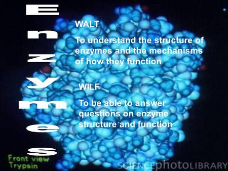 WALT To understand the structure of enzymes and the mechanisms of how they function WILF To be able to answer questions on enzyme structure and function.